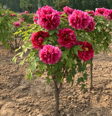 观赏牡丹树独杆树型～粗两公分半高度一米三 庭院别墅盆栽