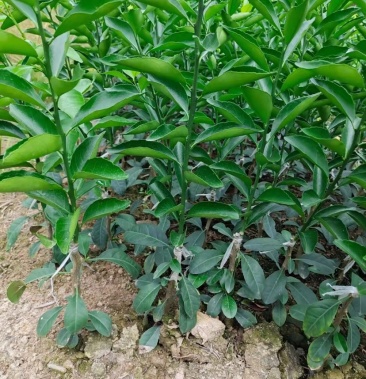 纯正新会柑苗嫁接小青柑苗剥皮柑苗