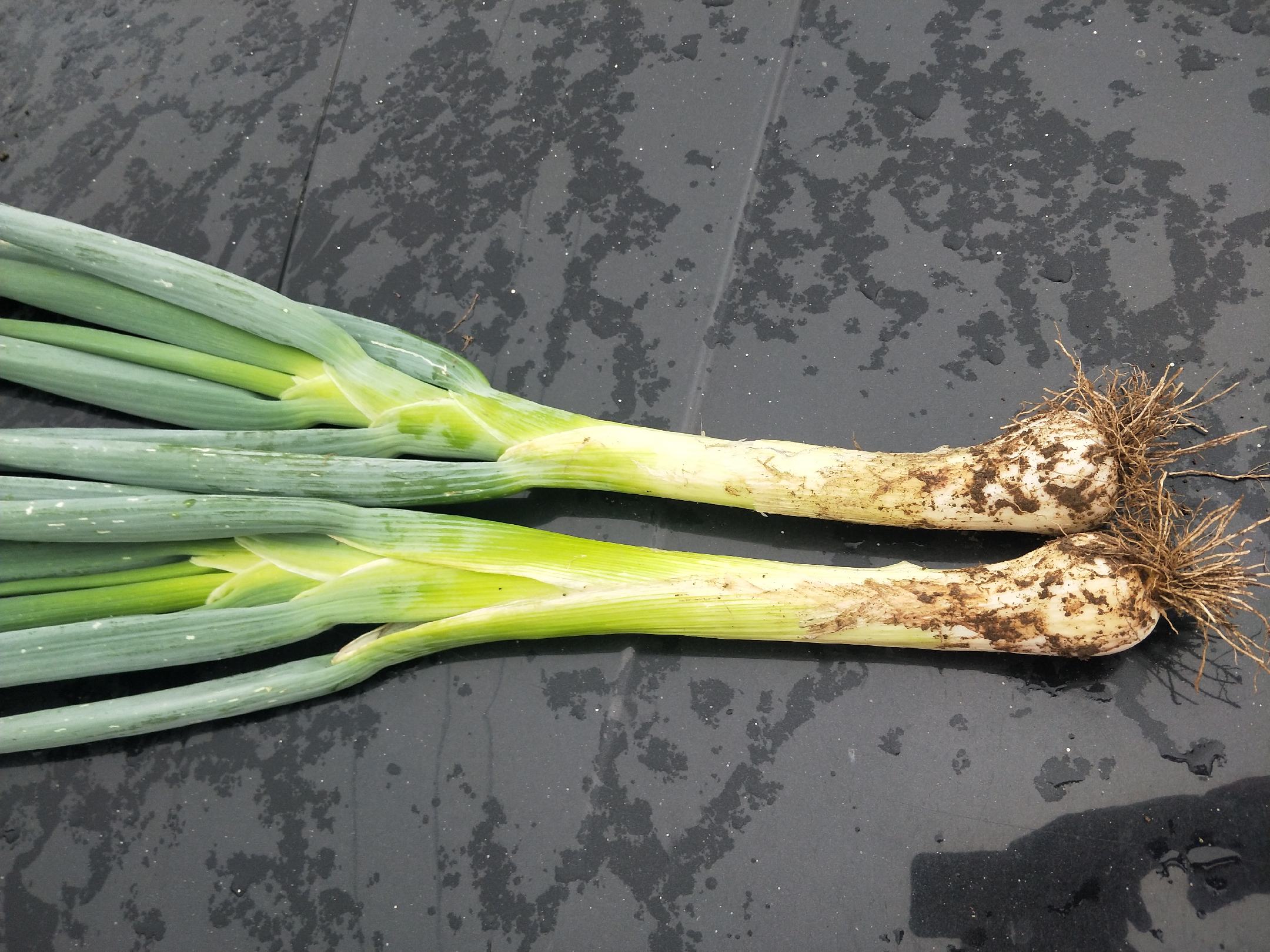 鸡腿大葱炖煮过程