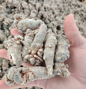 小三七3300斤60头7500斤30头9500斤25头10500斤20头12800斤立即订购赖