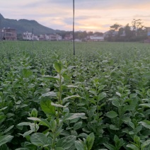 大叶枸杞，现货供应