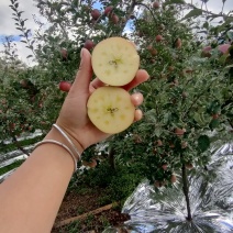 盐源苹果，大凉山丑苹果，四川糖心苹果支持批发零售代办