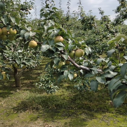 金堂县苹果梨产地行情