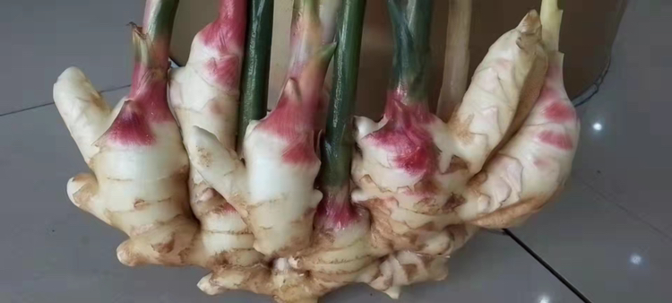 子姜制作的凉拌菜