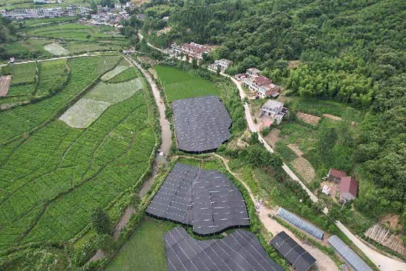 松杉赤灵芝栽培基地航拍全景图