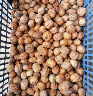 [青皮核桃批发]陇南青皮核桃价格10.00元/斤 - 一亩田