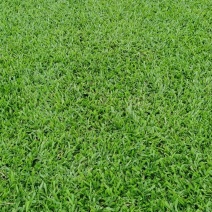 马尼拉草皮，台湾草皮，兰引三号，大叶油草，草卷，草块