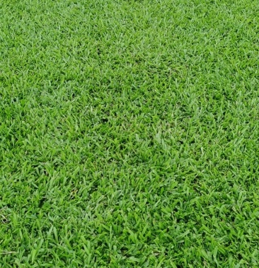 马尼拉草皮,台湾草皮,兰引三号,大叶油草,草卷,草块