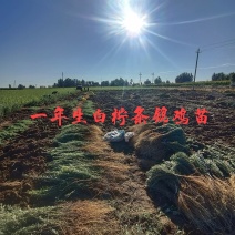 供应柠条(锦鸡儿)苗，基地自产自销，量大从优。