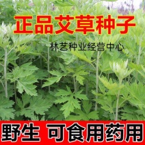 艾草种子四季种植新鲜艾叶香草遏草驱蚊阳台盆栽食用药用香艾