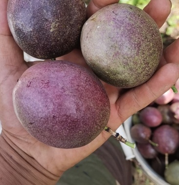 云南高山百香果,皮厚,肉满,汁多,适合电商,市场销售