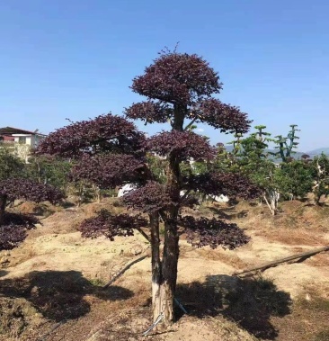 红花檵木老桩 3年以上叶片 适合庭院种植 市政小区绿化