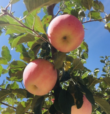 [苹果批发]甘肃临洮高原苹果价格2.20元/斤 - 一亩田