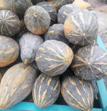 台湾香芋南瓜,又香又甜,味道香浓,欢迎全国各地老板订货