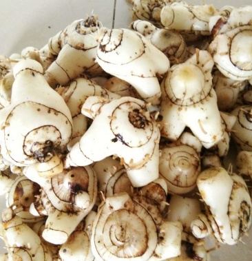 有没有收购白芨和黄精的老板有意者私聊哦