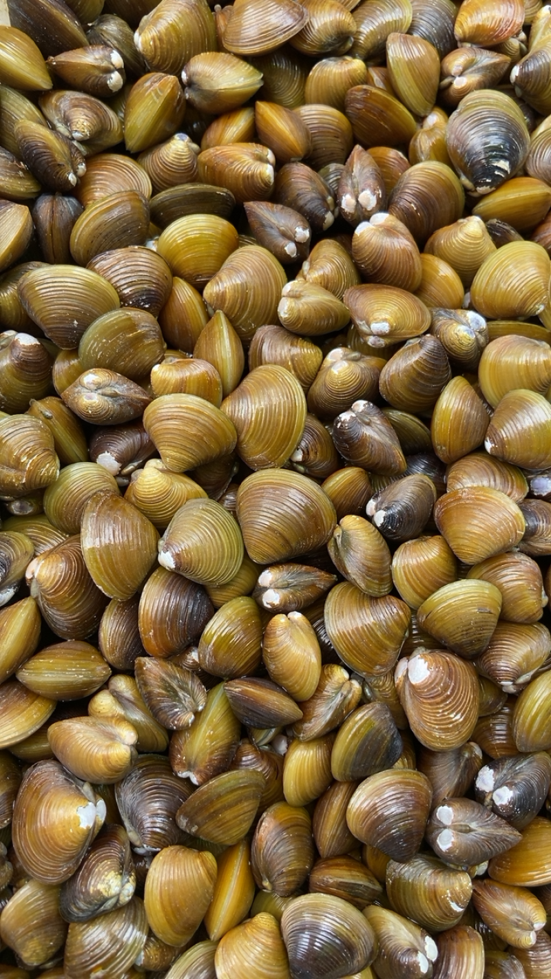 [蛤蜊批发]广西北海海城区蛤蜊 6.00元/斤黄沙蚬 _ 一亩田