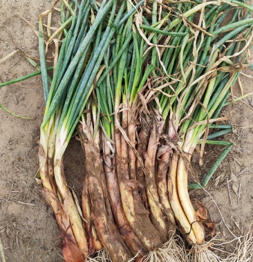 [大葱批发]陕北旱地红皮葱价格4.00元/斤 - 一亩田