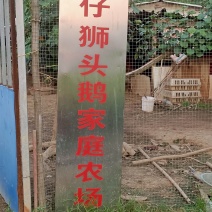 合浦狮头鹅苗