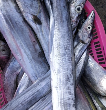 [带鱼批发]黄边带鱼,白白带鱼价格18.00元/斤 - 一亩田
