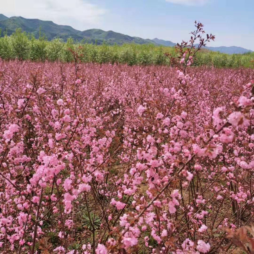 [榆叶梅批发]榆叶梅 红叶榆叶梅 绿叶榆叶梅 榆叶梅扦插苗价格0.