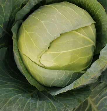 [圆包菜批发]铁头包菜价格0.30元/斤 - 一亩田