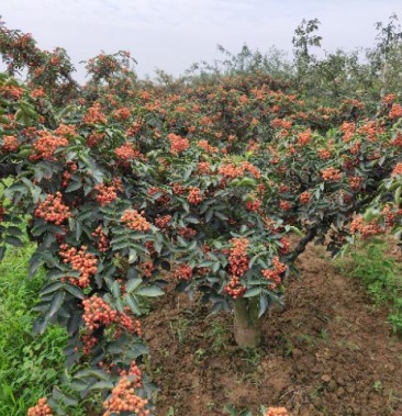 大红袍品种黄盖嫁接无刺