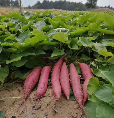 [桥头地瓜批发]红薯94高系14,被誉为红薯94届的爱马仕,价格4.