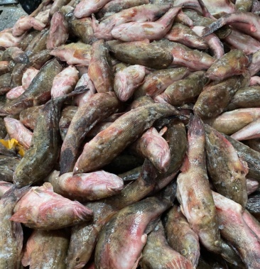 [笋壳鱼批发]黑笋,标鱼,笋壳鱼,货源稳定,长期供货单位价格22.