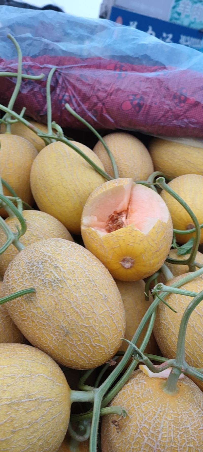 凤金6号金凤凰哈密瓜支持一件代发.欢迎选购.