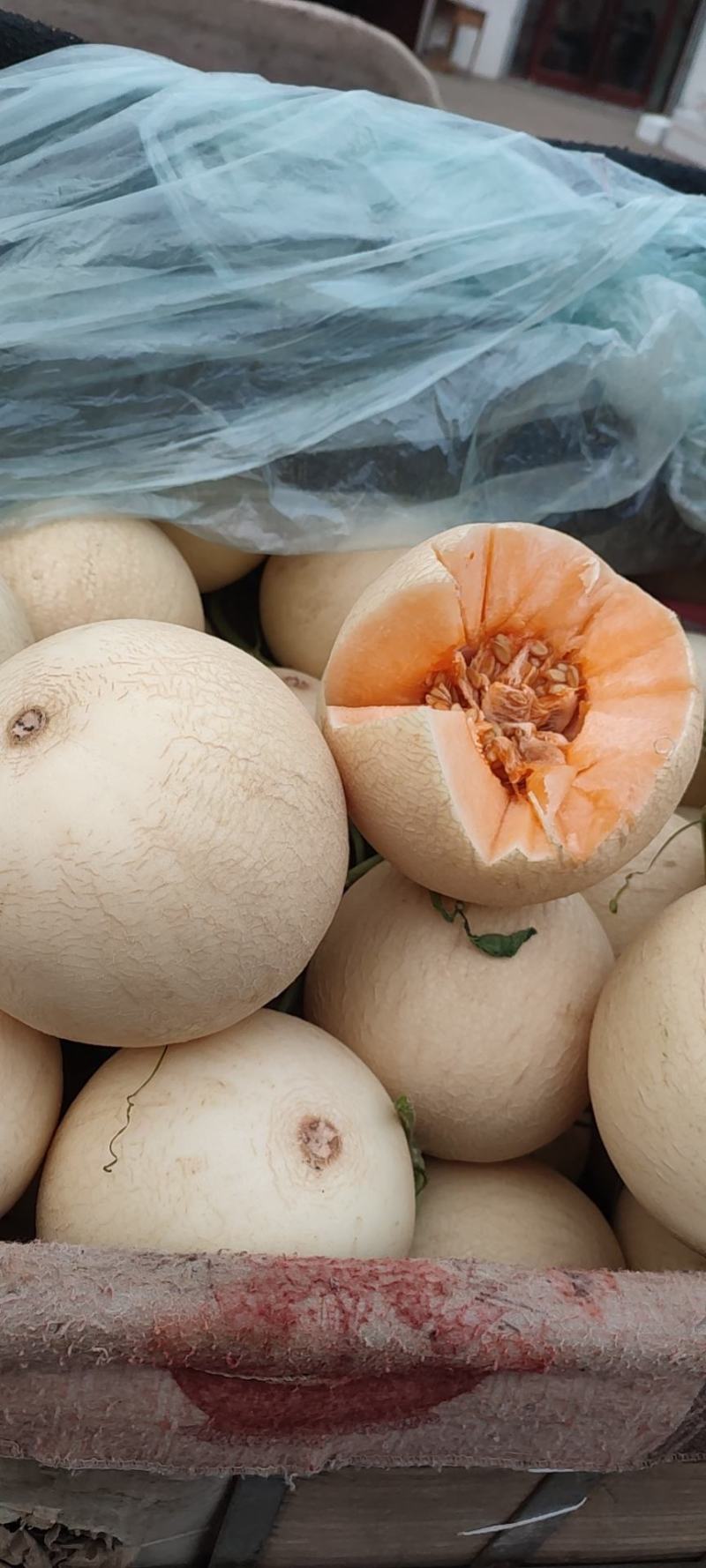 凤金6号金凤凰哈密瓜支持一件代发.欢迎选购.