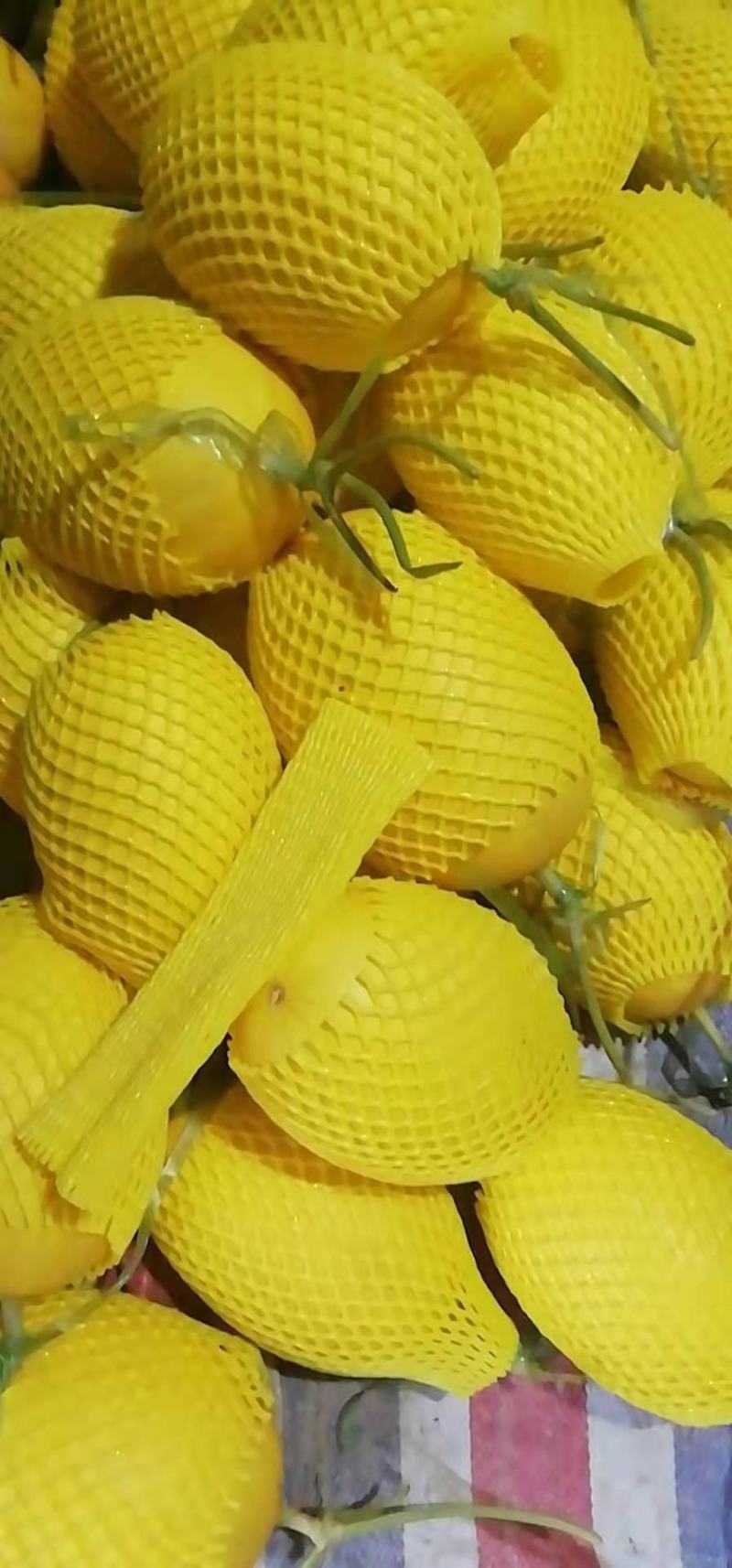 凤金6号金凤凰哈密瓜支持一件代发.欢迎选购.