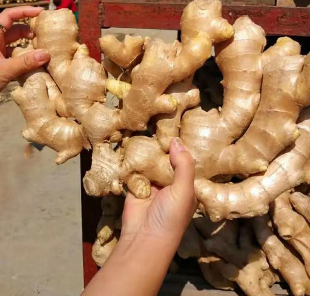 干燥大黄姜特写对比图