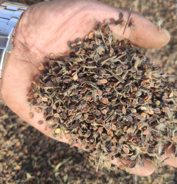 [威灵仙种子批发]威灵仙种子价格80.00元/斤 - 一亩田