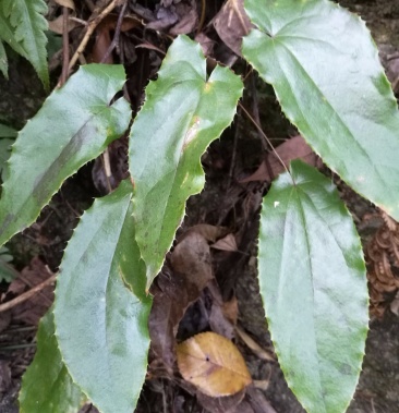 00元/斤 - 一亩田