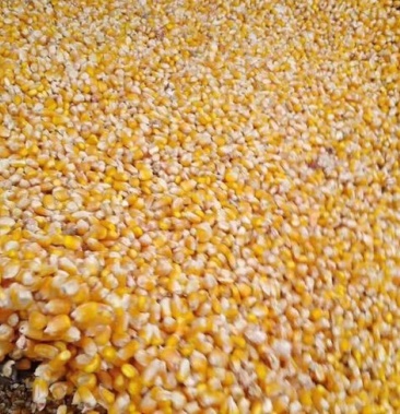 二级玉米粮库直出批拉批结