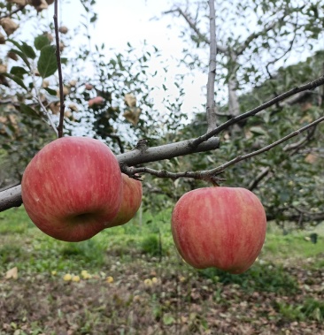 华冠苹果(有粉嫩的纸袋,有艳丽的光果)来自高原的苹果