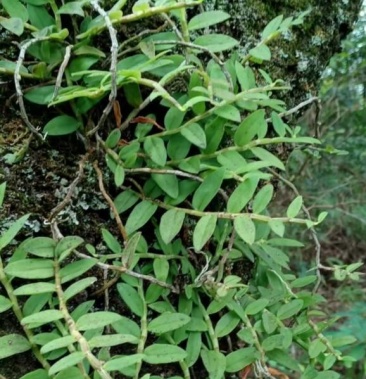 [铁皮石斛批发]美花石斛(小环衩)价格120.00元/斤 - 一亩田