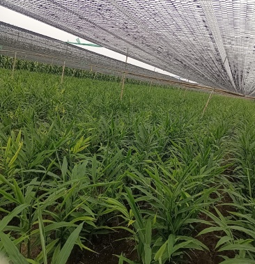 [生姜批发]大量青苗姜出售价格1.50元/斤 - 一亩田