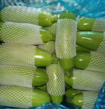 【精选】西葫芦 小占瓜 产地直销 视频看货 品质保障