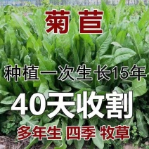 菊苣牧草种籽多年生蒋军大叶四季牧草高产种子牛羊兔鸡鸭鹅草