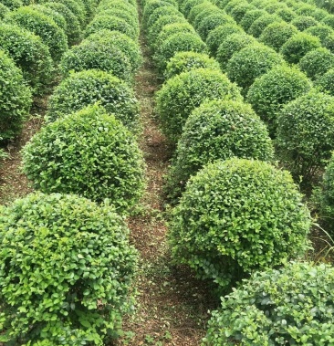 小叶女贞球冠幅60左右80左右一米多冠幅齐全