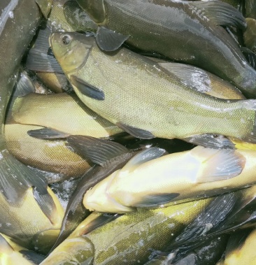 [丁桂鱼批发]水产特种养殖价格12.00元/斤 - 一亩田