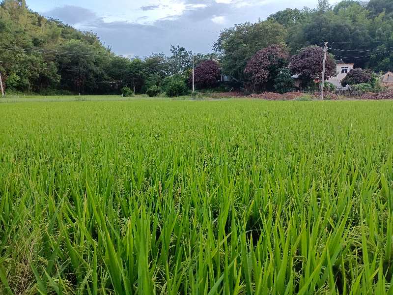 东北稻田风光