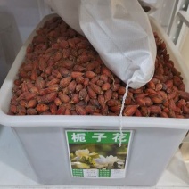 栀子花种子黄栀子山栀大叶栀子树种子盆景盆栽绿色植物