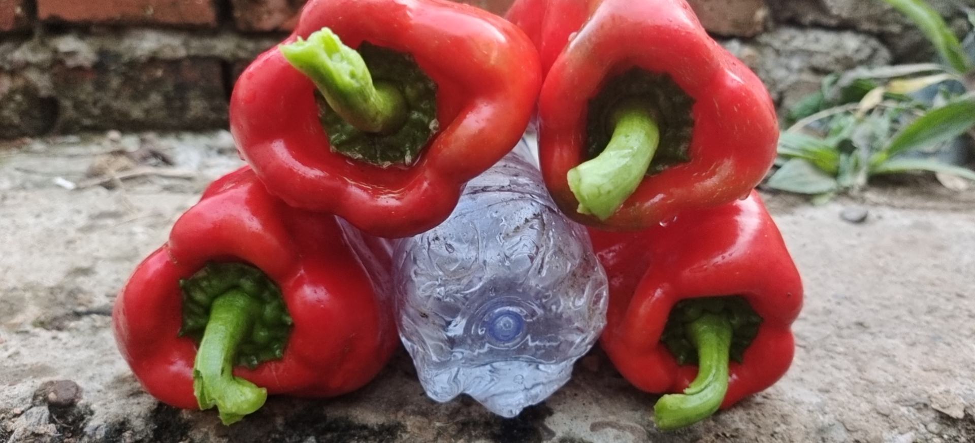 辣椒与蜂蜜健康饮食图