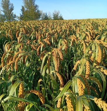 [谷子批发]200亩神谷五号出售价格2.50元/斤 - 一亩田