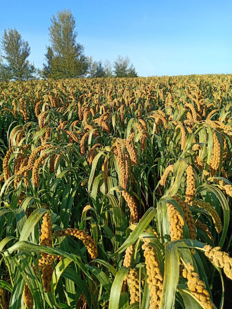 内蒙古赤峰敖汉旗谷子 2.50元/斤200亩神谷五号