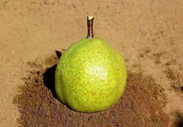 新鲜莱阳梨摆盘展示