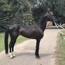 德保矮马宠物马小矮马活马真马骑乘马设特兰小矮马迷你小矮马