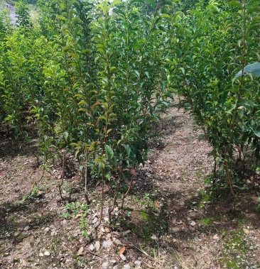 [蜂糖李子苗批发]蜂糖李苗批发价格20.00元/棵 - 一亩田